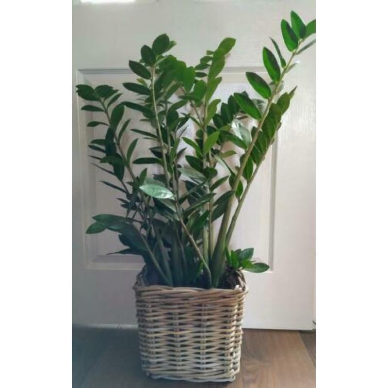 Mand met mooie gezonde Plant