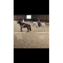 Lease pony/paard gezocht