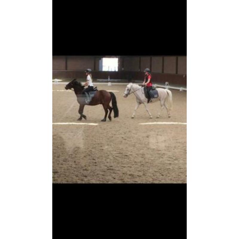 Lease pony/paard gezocht